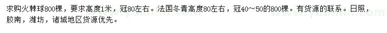 求购高1米火棘球、80公分法国冬青