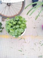 香菇草*新价格/香菇草报价