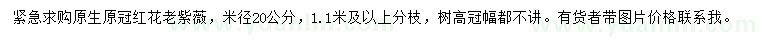 求购米径20公分红花老紫薇