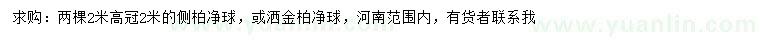 求购高2米侧柏球、洒金柏球