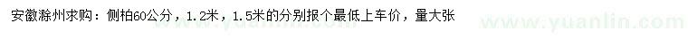 求购60公分、1.2、1.5米侧柏