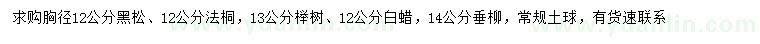 求购黑松、法桐、榉树等