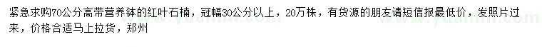 求购高70公分红叶石楠