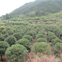 哪里桂花树价格便宜，浙江九都丹霞有,土质为稻田土