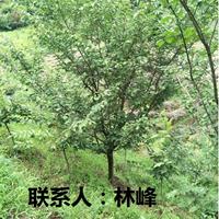 供应四明山樱花节樱花|价格查询