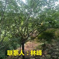 浙江樱花：基地樱花苗待出售|苗木资讯