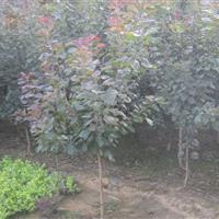 求红栌  美國紅栌来定州苗木基地