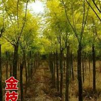  *新國槐价格  50公分國槐
