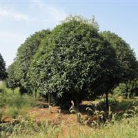 平价销售桂花,桂花大树.精品桂花树