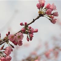 供应品樱花八重红大岛樱、雨晴垂枝樱、一叶樱、花笠樱、白妙樱等