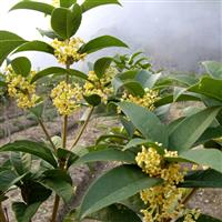 天香台阁 -桂花树缺铁病的病害防治方法 四季桂 桂花珍品 