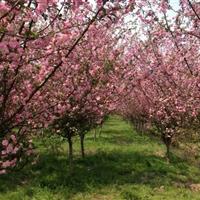 樱花 樱花树 日本樱花苗