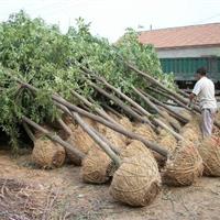 大量供应雪松，广玉兰，红叶石楠，大叶女贞，香樟等等