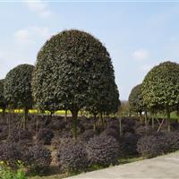 基地直销3-20CM高杆桂花、成都桂花、精品桂花、丛生桂花。