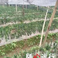 “植物大熊猫”。曼地亚红豆杉二年苗