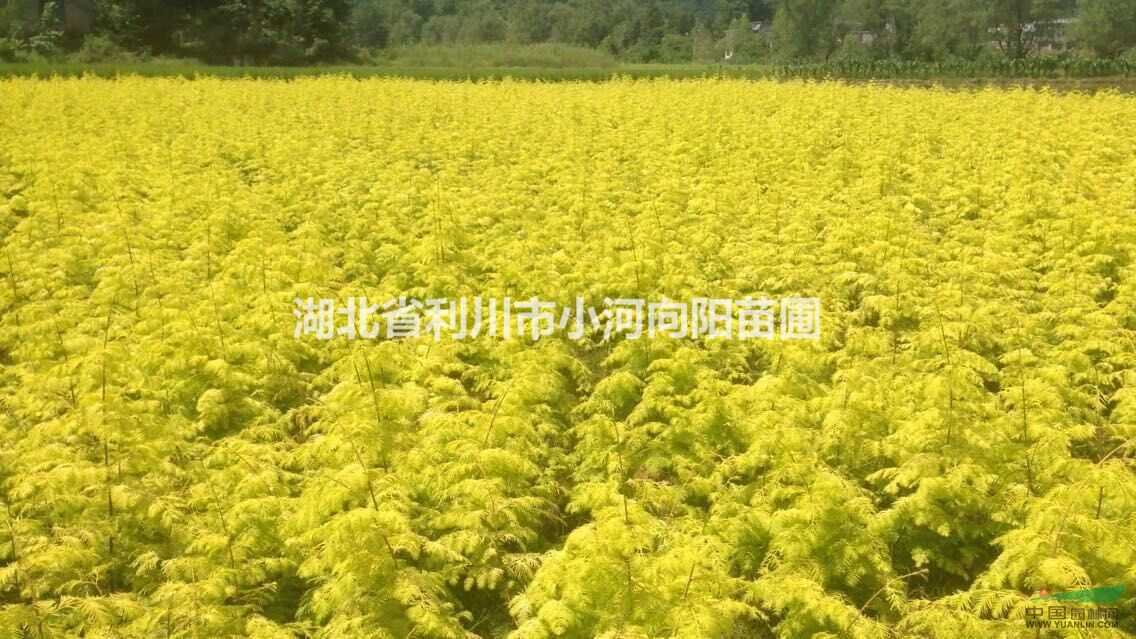 金葉水杉