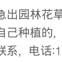 由于土地征用，急出大量园林绿化花草树木