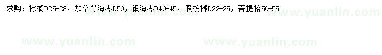 求购棕榈树、加拿利海枣、银海枣等