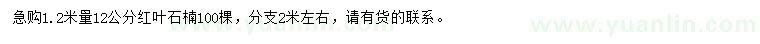 求购1.2米量12公分红叶石楠