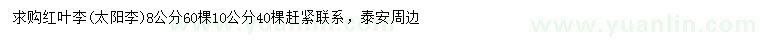 求购8、10公分红叶李、太阳李