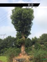移植香樟胸径40-60公分供應/移植香樟胸径40-60公分图片