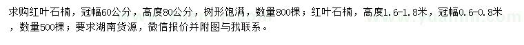 求购高80、160-180公分红叶石楠