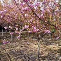 供应日本樱花价格、日本樱花产地、日本樱花绿化苗木苗圃基地