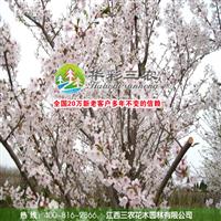 染井吉野樱-樱花梨网蝽防治技术 江西樱花基地 采购樱花小苗 