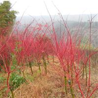 ​如何防治日本红枫赤杆枫的蛀杆性害虫 日本红枫基地 日本红枫