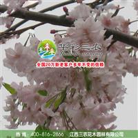 江西三农-樱花新品种-八重红枝垂樱 樱花观光园 出售樱花小苗