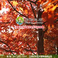 江西三农-优良的城市观赏树种-北美红栎 批发北美红栎小苗