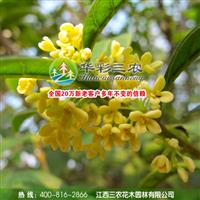 传统园林桂花品种-八月金桂 出售八月金桂 批发八月桂花小苗