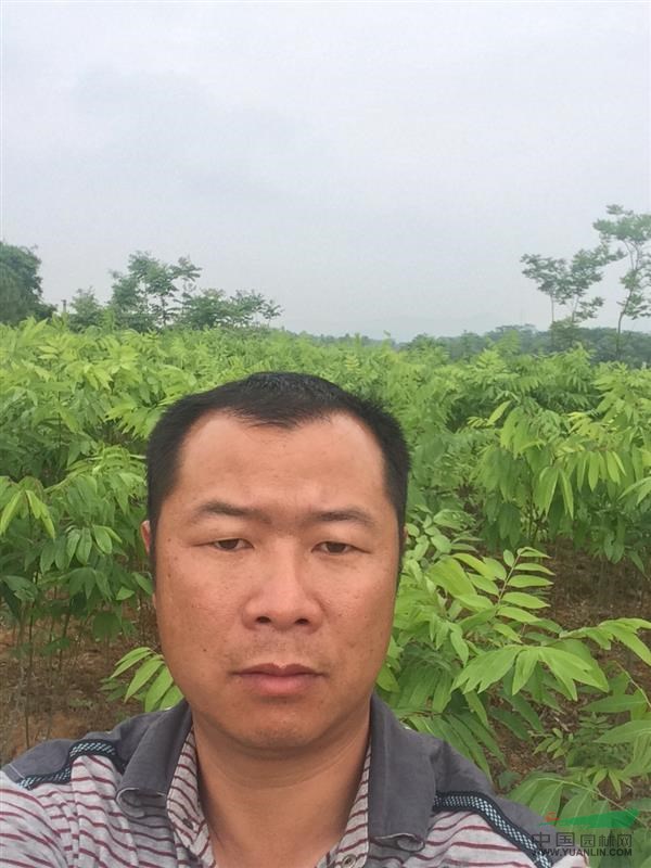 江西優質無患子小苗價格，江西九江無患子基地