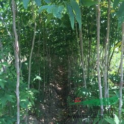 江西優質無患子小苗價格，江西九江無患子基地