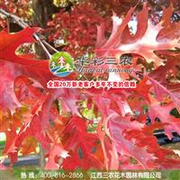 出售各规格红栎小苗批发北美红栎 出售北美红栎 供应北美红栎 