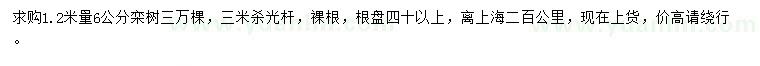 求购1.2米量6公分栾树