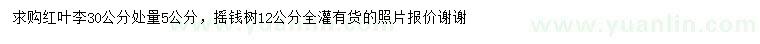 求购30公分处量5公分红叶李、12公分摇钱树