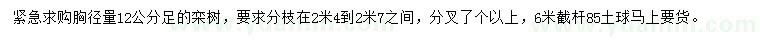 求购胸径量12公分足栾树