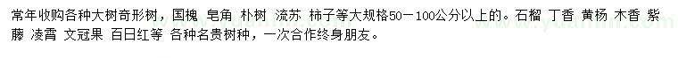 求购国槐、皂角、朴树等