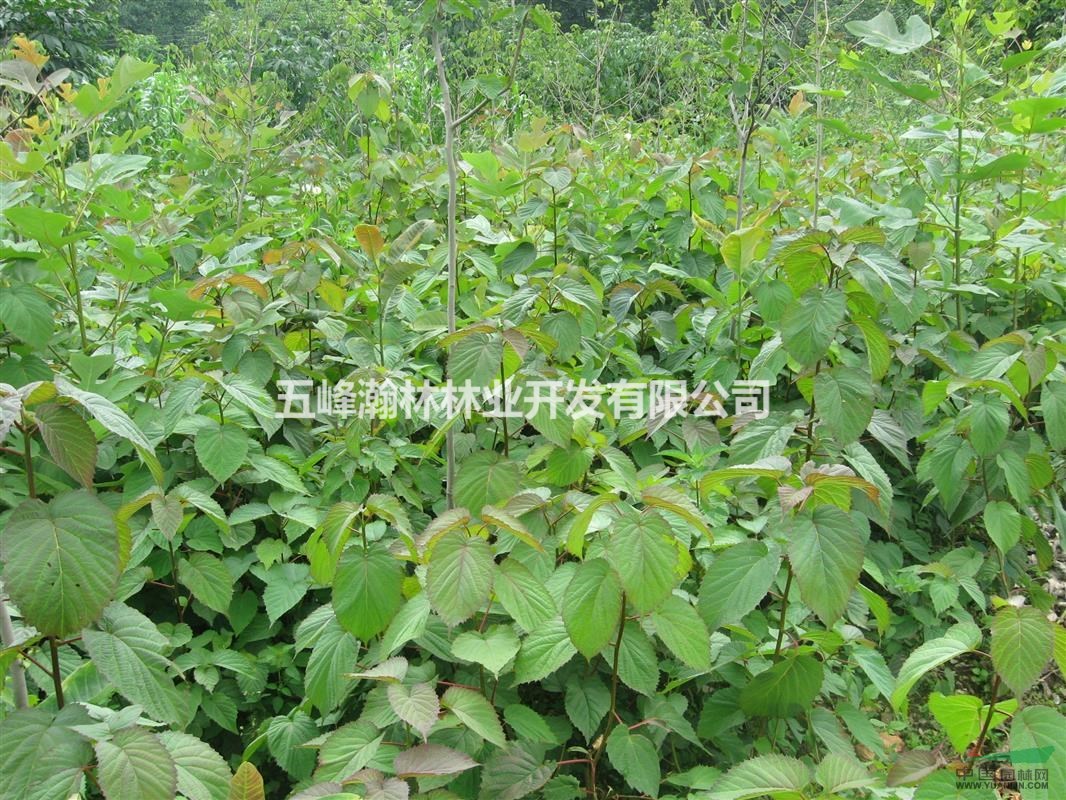 湖北五峰瀚林，供應二年生高80-150厘米，珙桐小苗