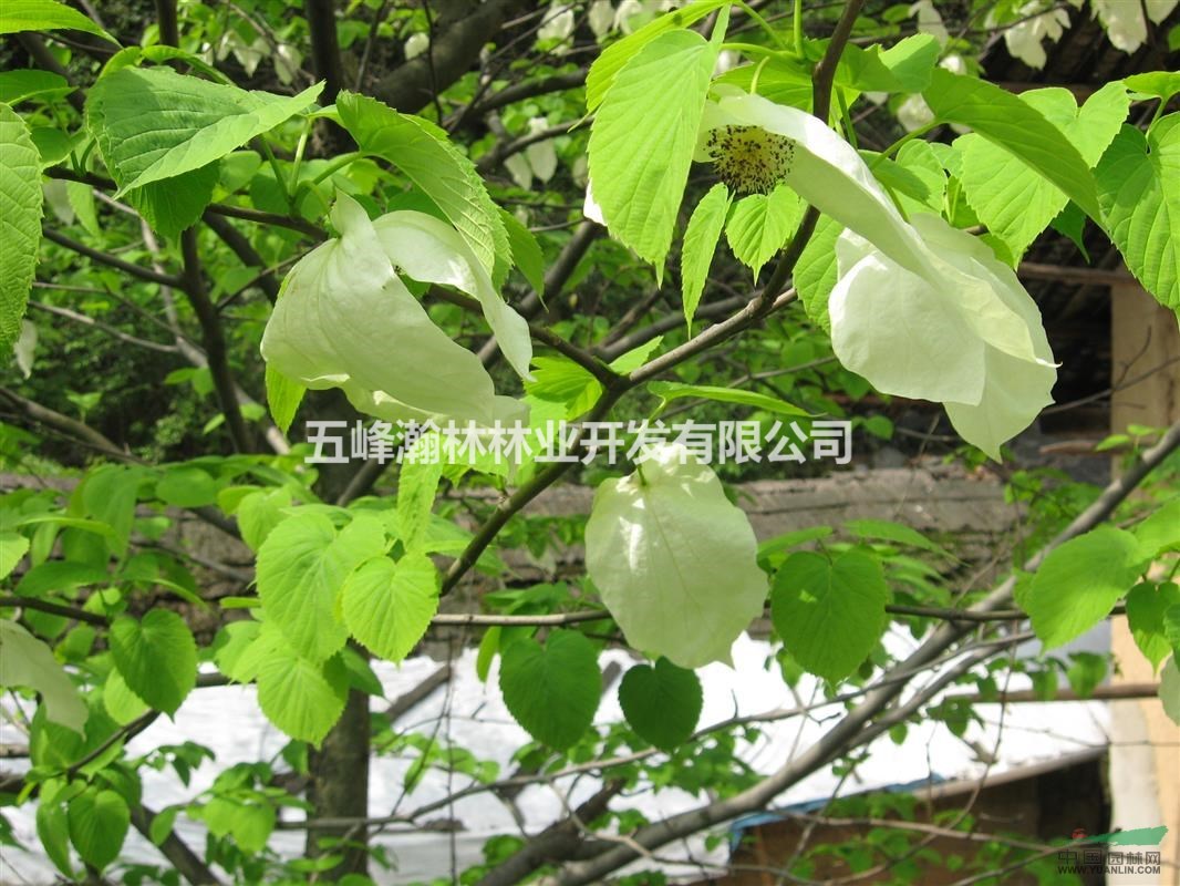 湖北五峰瀚林，供應二年生高80-150厘米，珙桐小苗