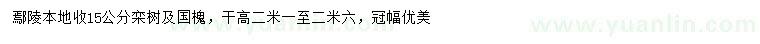 求购15公分栾树、国槐