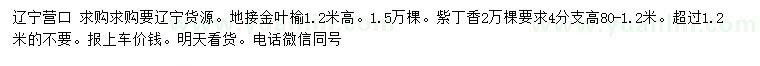 求购高1.2米地接金叶榆、80-120公分紫丁香