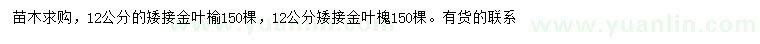 求购12公分矮接金叶榆、矮接金叶槐