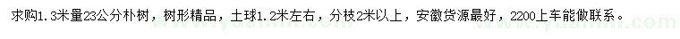 求购1.3米量23公分朴树