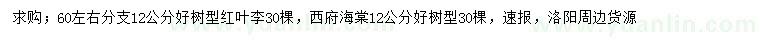 求购12公分红叶李、西府海棠