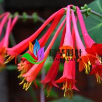 正宗红色五彩金银花 观珍稀金银花苗 庭院、盆栽种植 木本金银