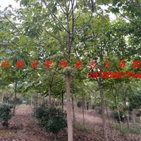 安徽七叶树 _肥西七叶树_七叶树价格_七叶树基地