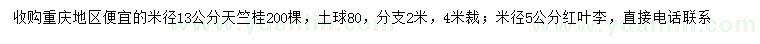 求购米径13公分天竺桂、米径5公分红叶李