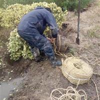 浙江杭州萧山地区花叶女贞球